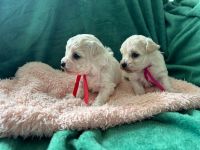 Mika i Koko - 4 tygodnie